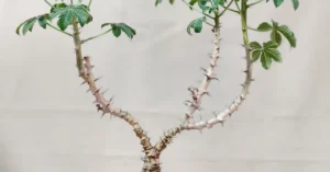 Jatropha Fissispina 001