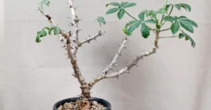 Jatropha Fissispina 002