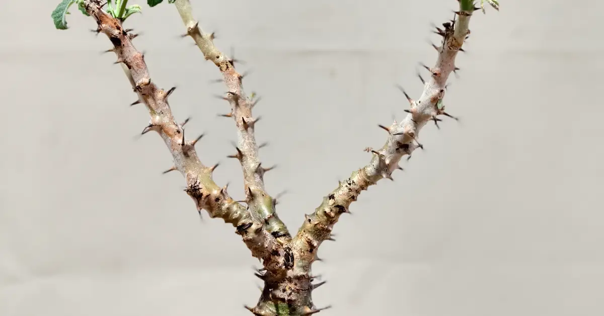 Jatropha Fissispina 003