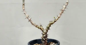 Jatropha Fissispina 004
