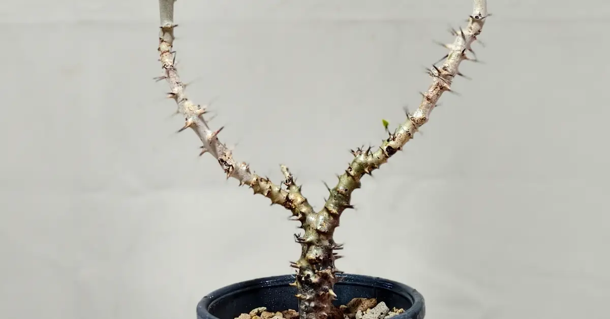 Jatropha Fissispina 004
