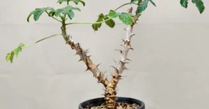 Jatropha Fissispina 005