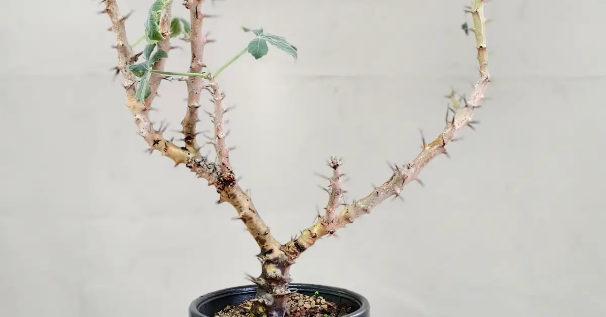 Jatropha Fissispina 006
