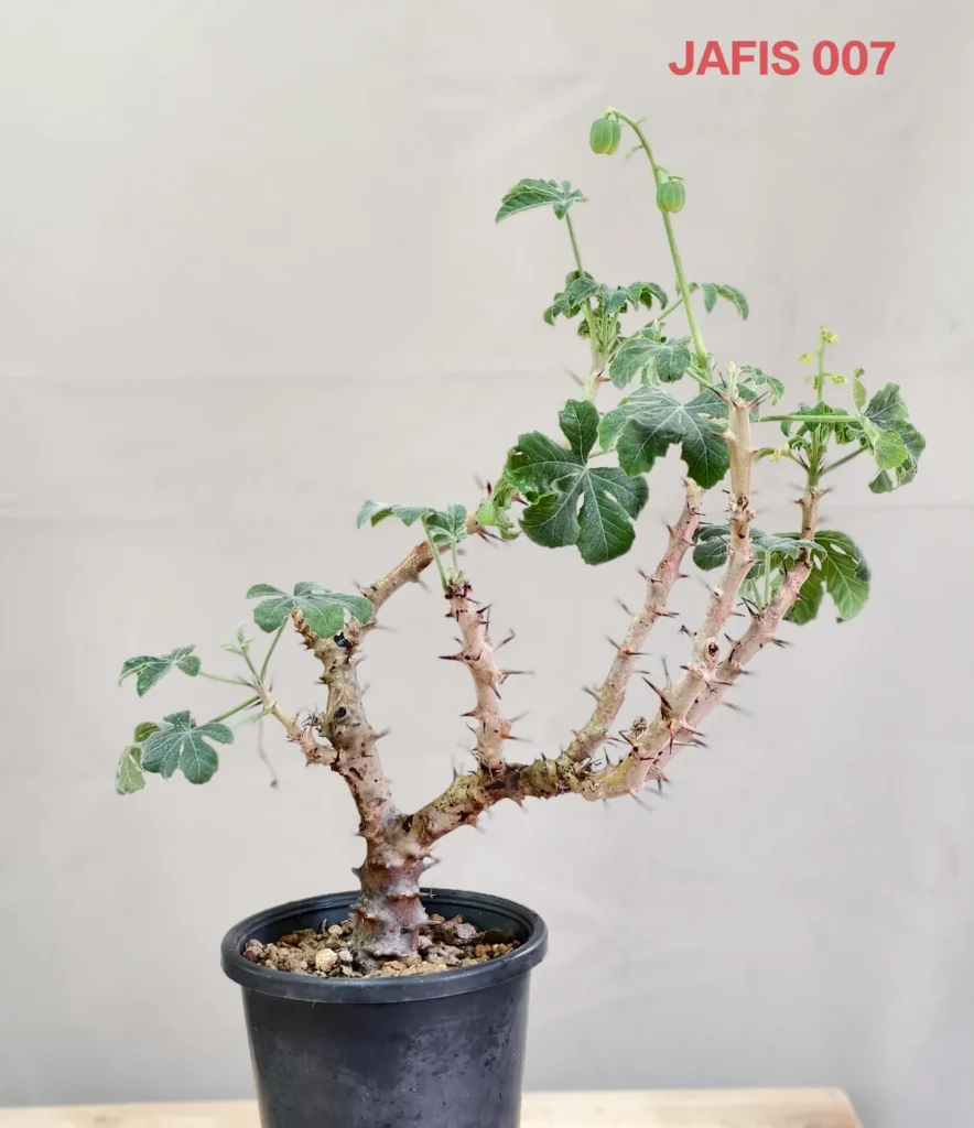 Jatropha Fissispina JAFIS007