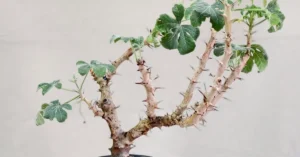 Jatropha Fissispina 007