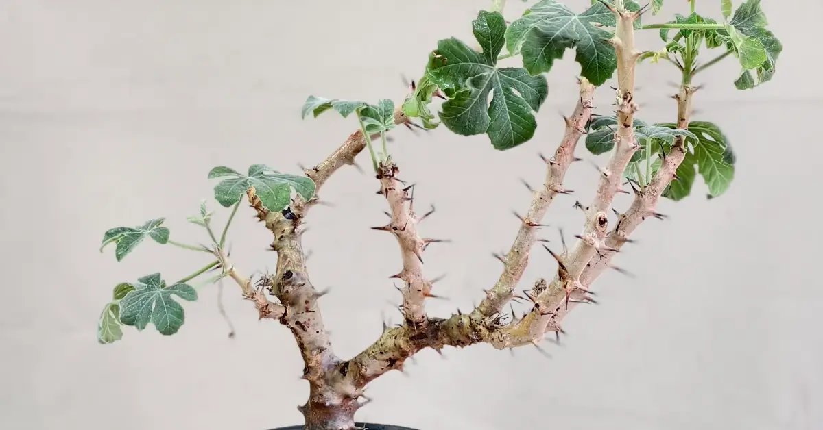 Jatropha Fissispina 007