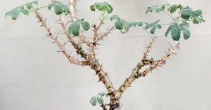 Jatropha Fissispina 008