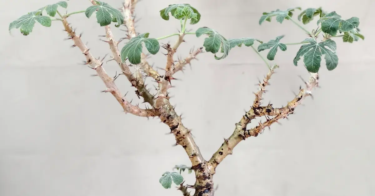 Jatropha Fissispina 008