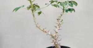 Jatropha Fissispina 009