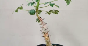 Jatropha Fissispina 010