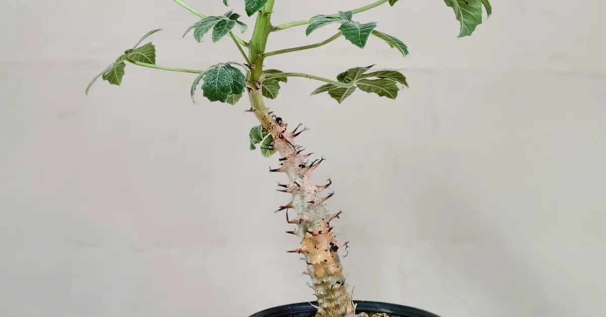 Jatropha Fissispina 010
