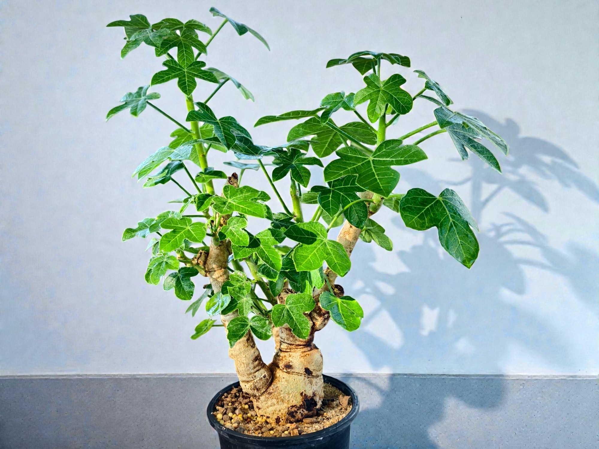 Jatropha spicata 001
