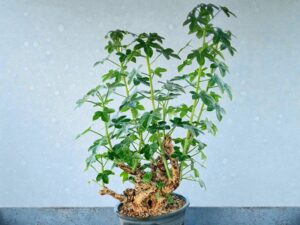 Jatropha spicata 002