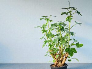 Jatropha spicata 003