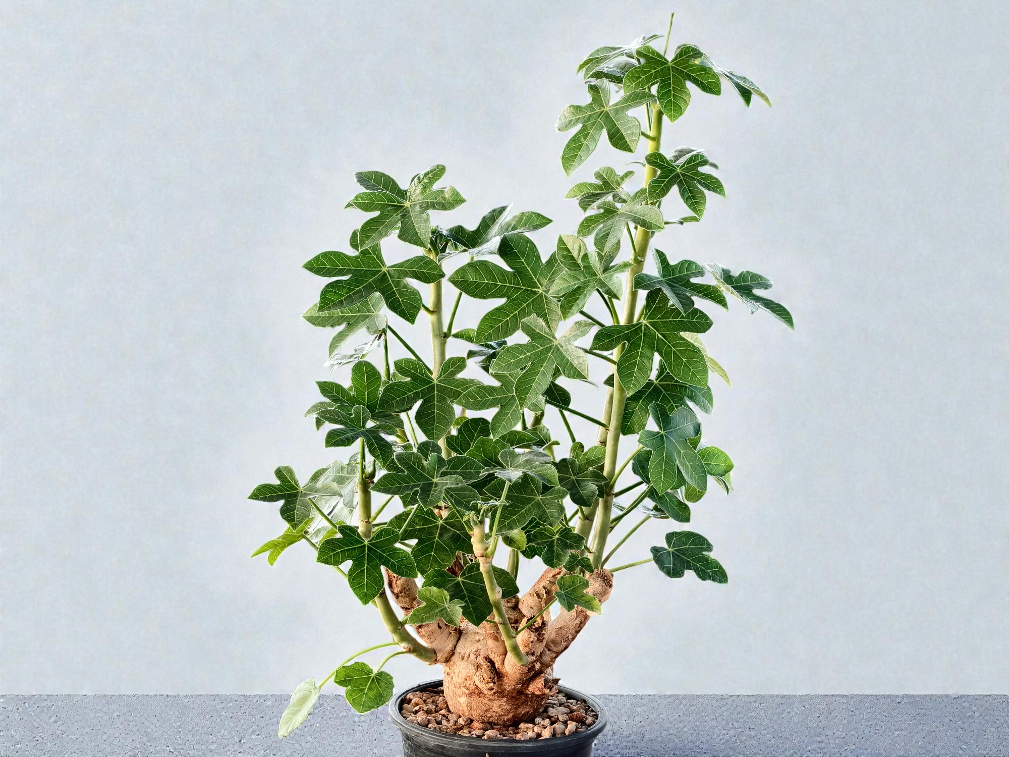 Jatropha spicata 004