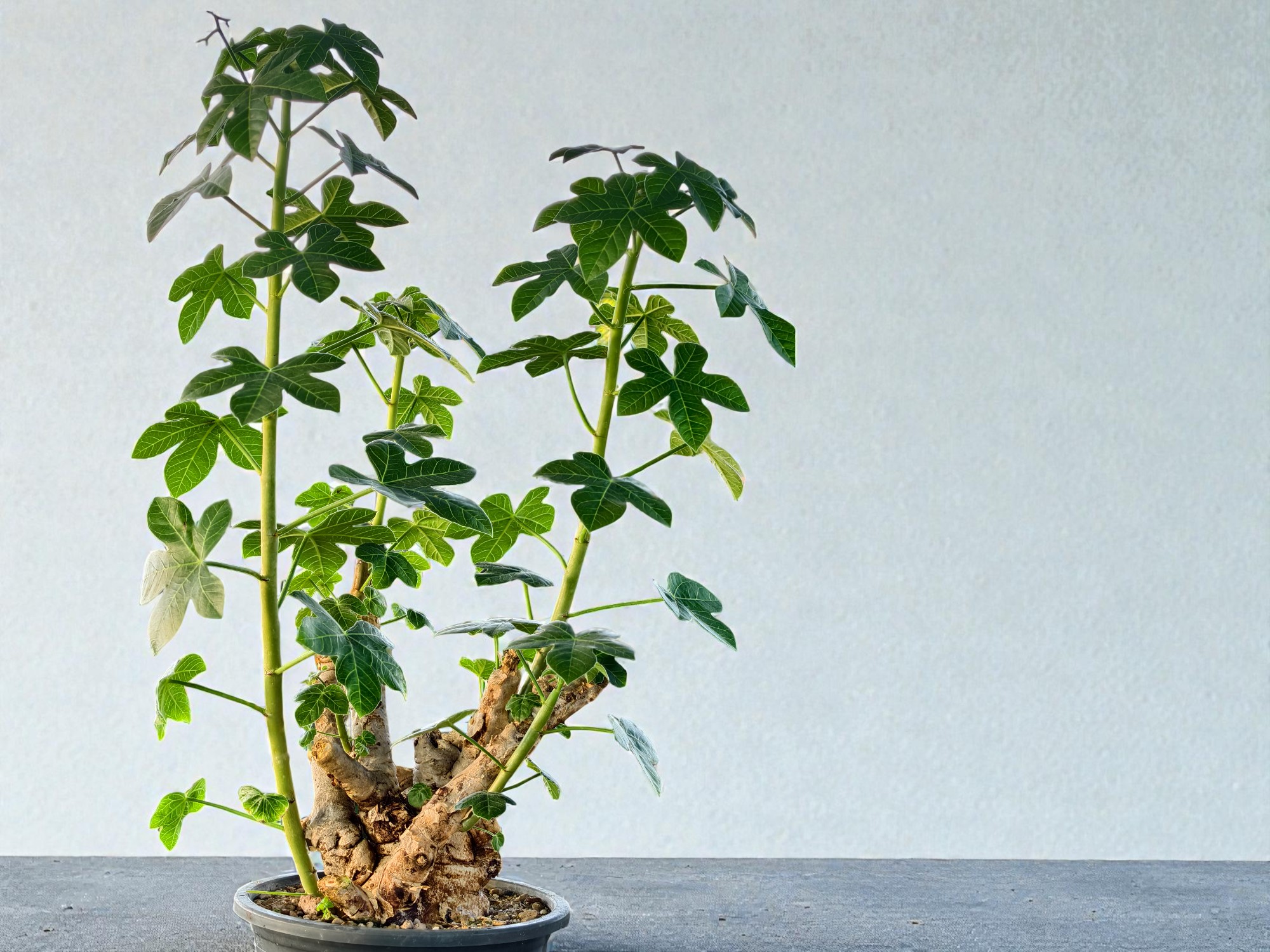 Jatropha spicata 005