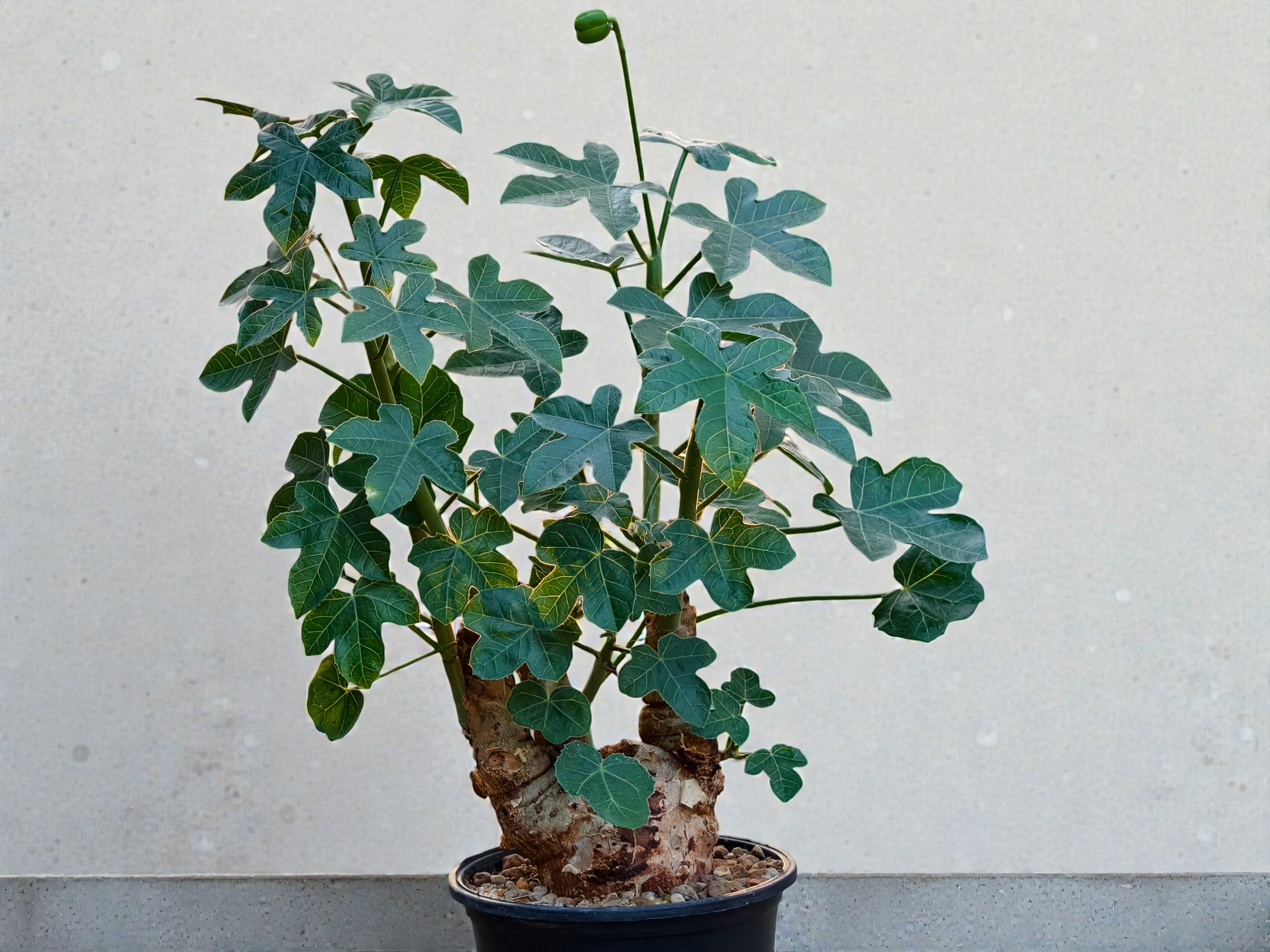 Jatropha spicata 006