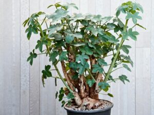 Jatropha spicata 007