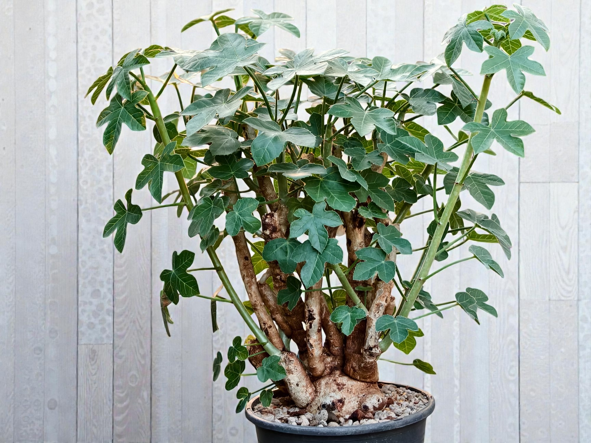 Jatropha spicata 007