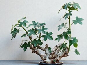 Jatropha spicata 008