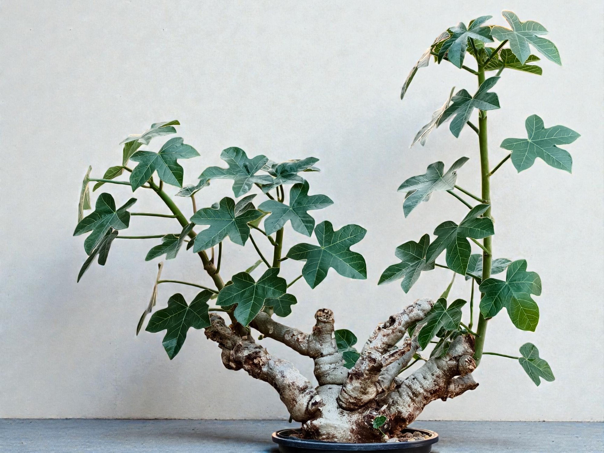 Jatropha spicata 008