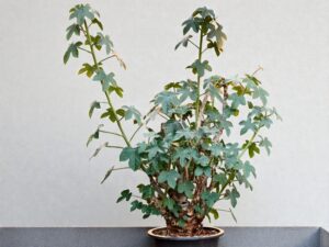 Jatropha spicata 009