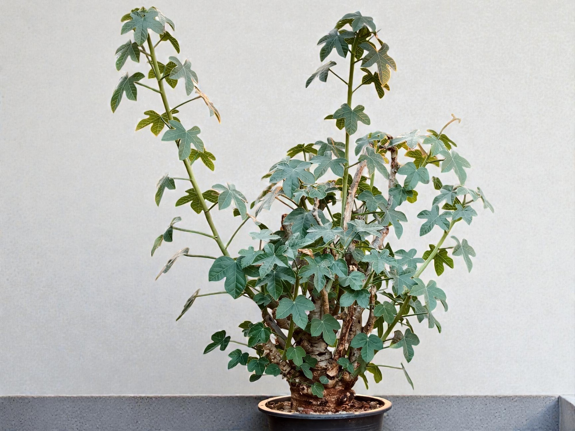 Jatropha spicata 009