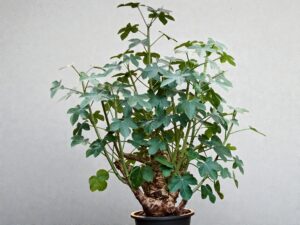 Jatropha spicata 010
