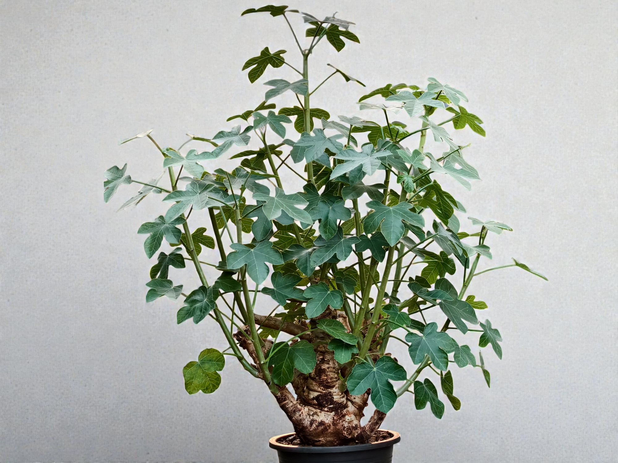 Jatropha spicata 010