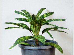 Encephalartos Princeps 002