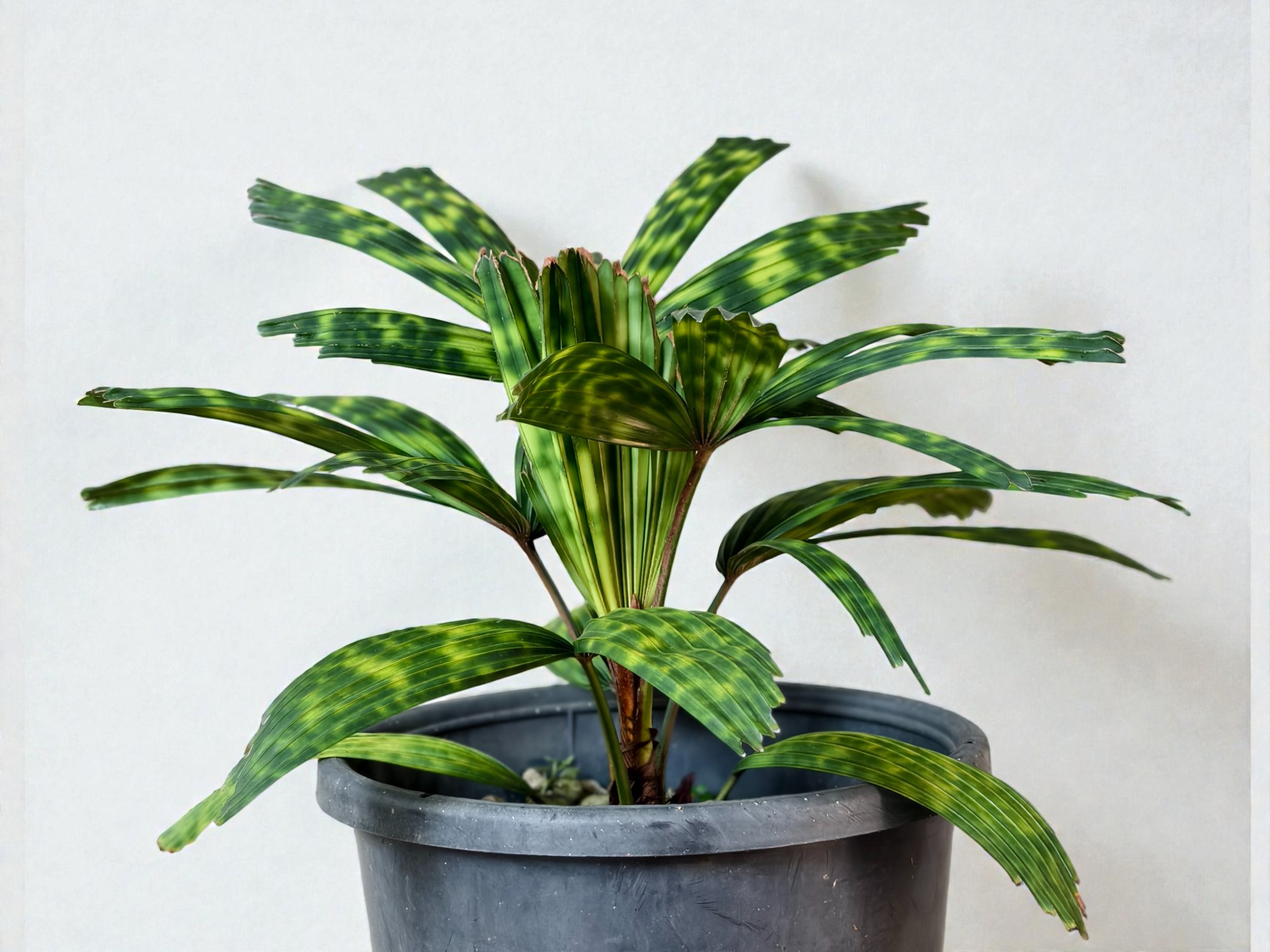 Encephalartos Princeps 002