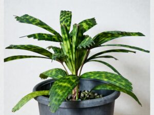 Encephalartos Princeps 003