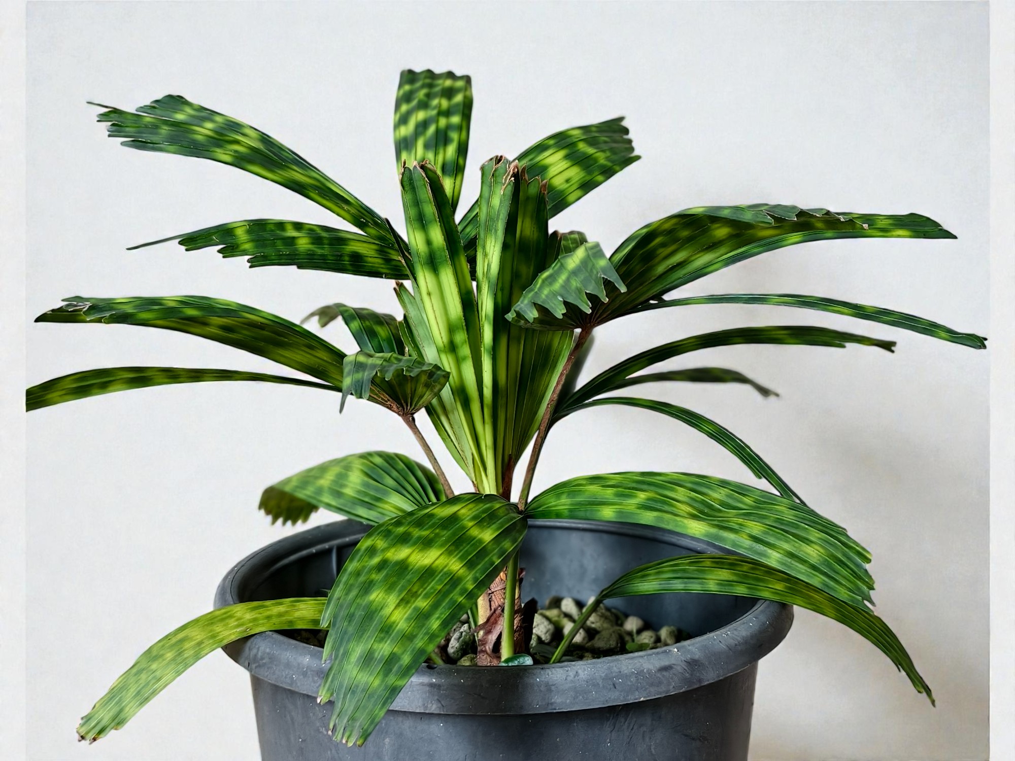 Encephalartos Princeps 003