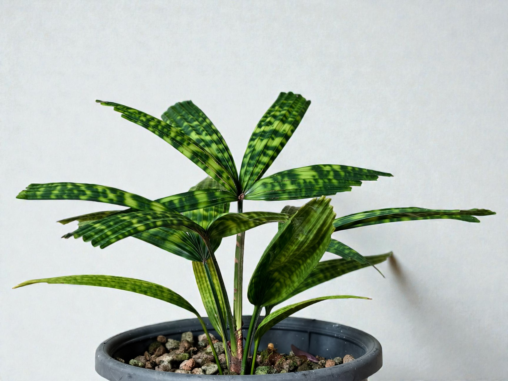 Encephalartos Princeps 004