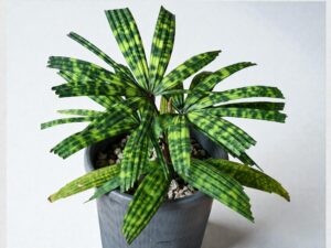 Encephalartos Princeps 005