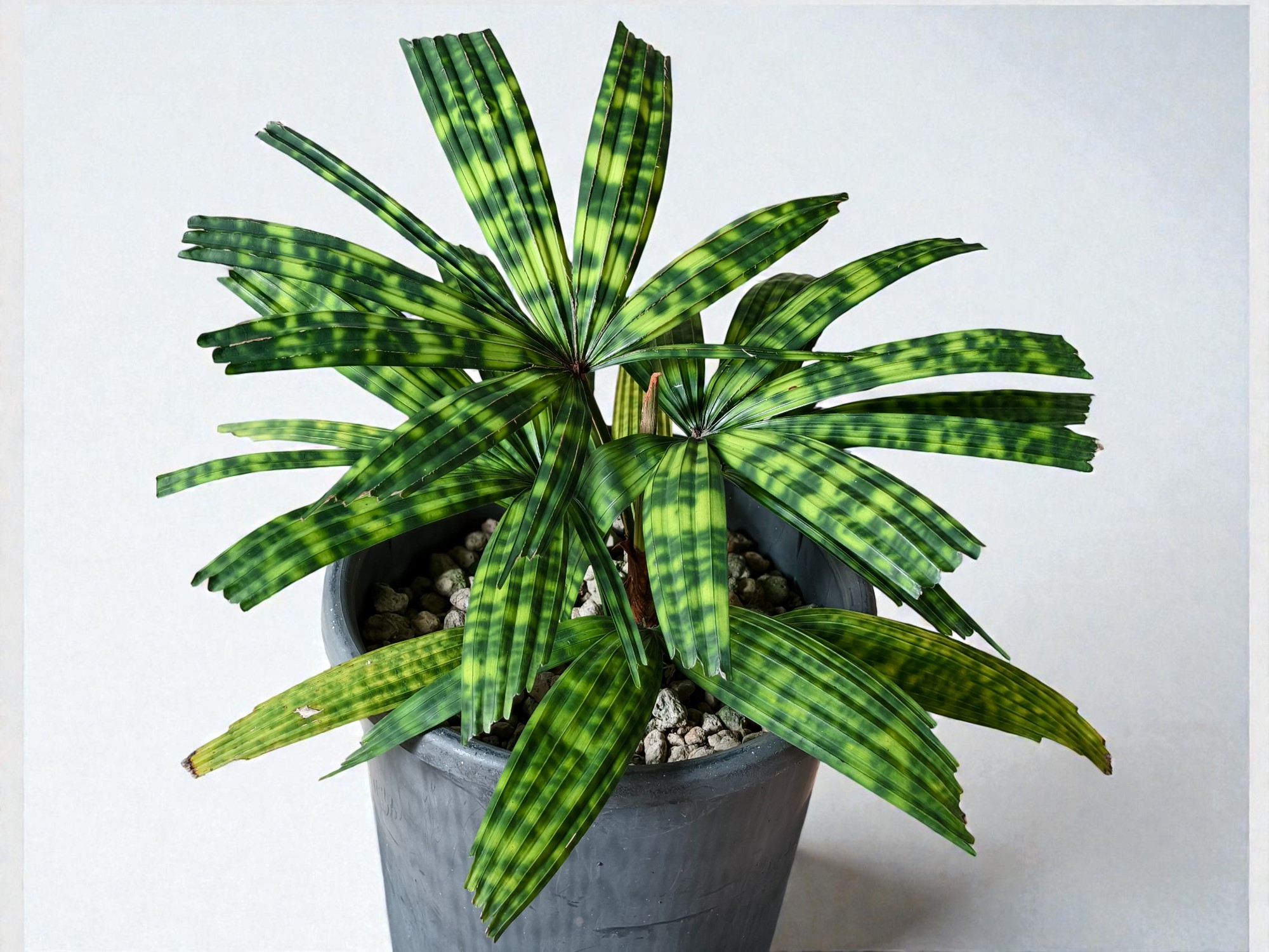 Encephalartos Princeps 005
