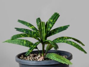Encephalartos Princeps 006