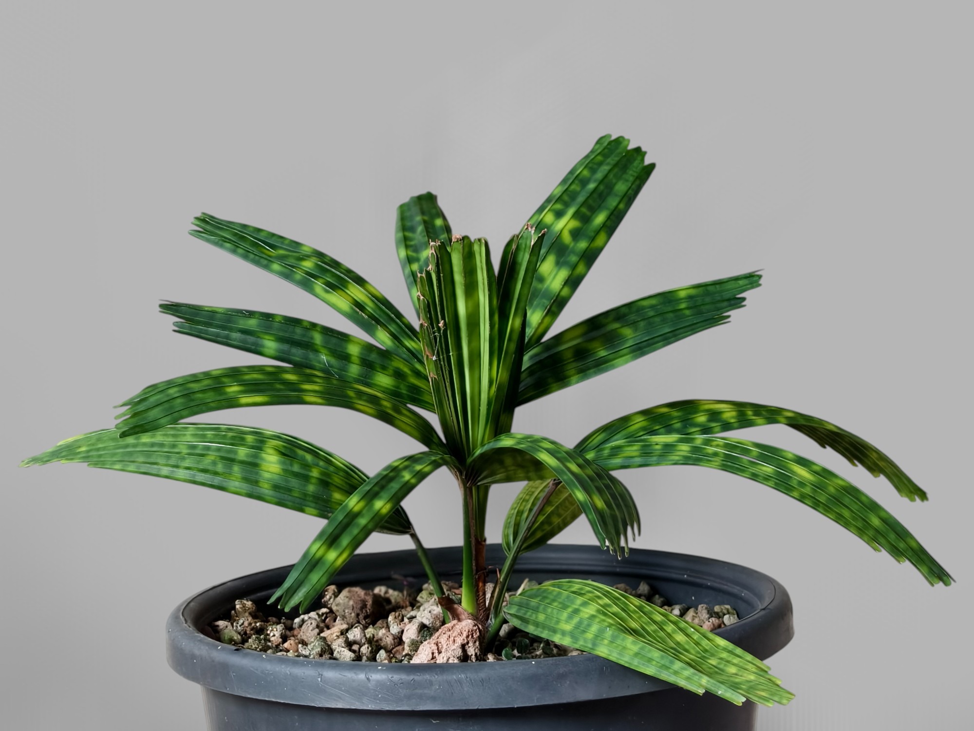 Encephalartos Princeps 006