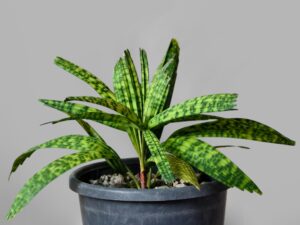 Encephalartos Princeps 007