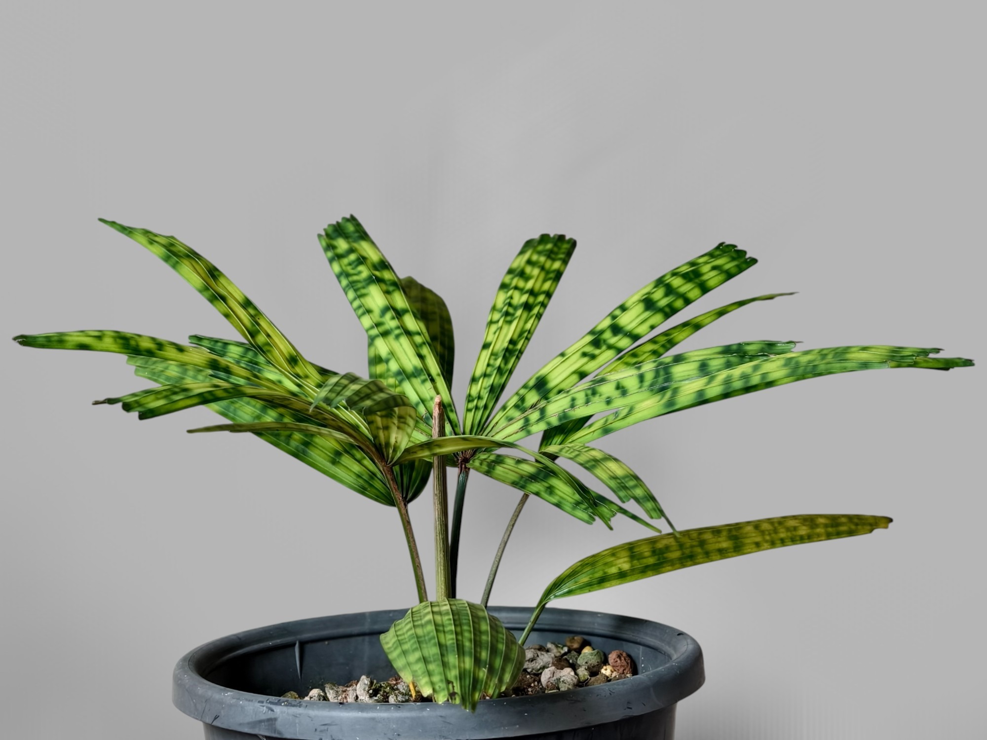 Encephalartos Princeps 008