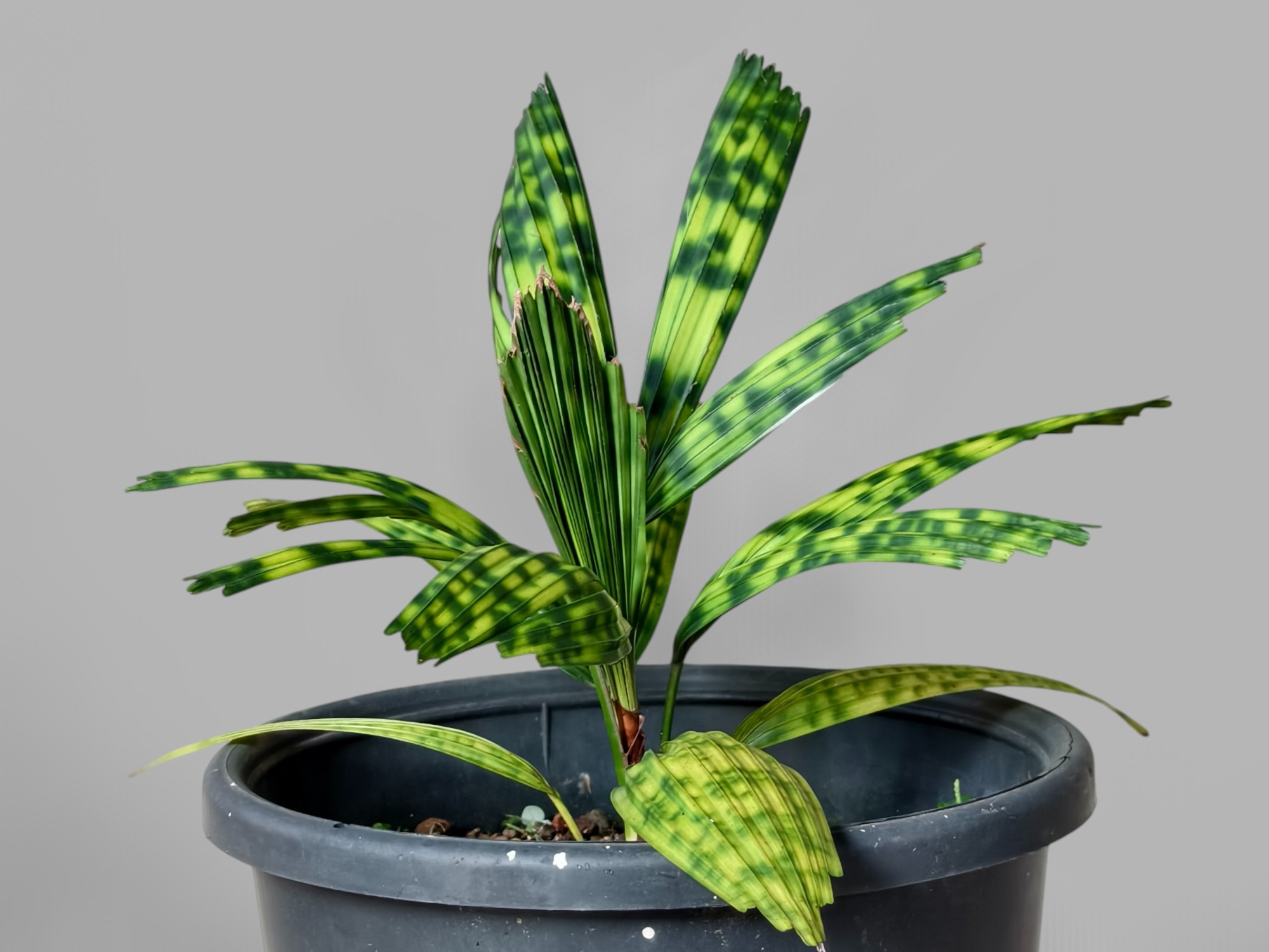 Encephalartos Princeps 009