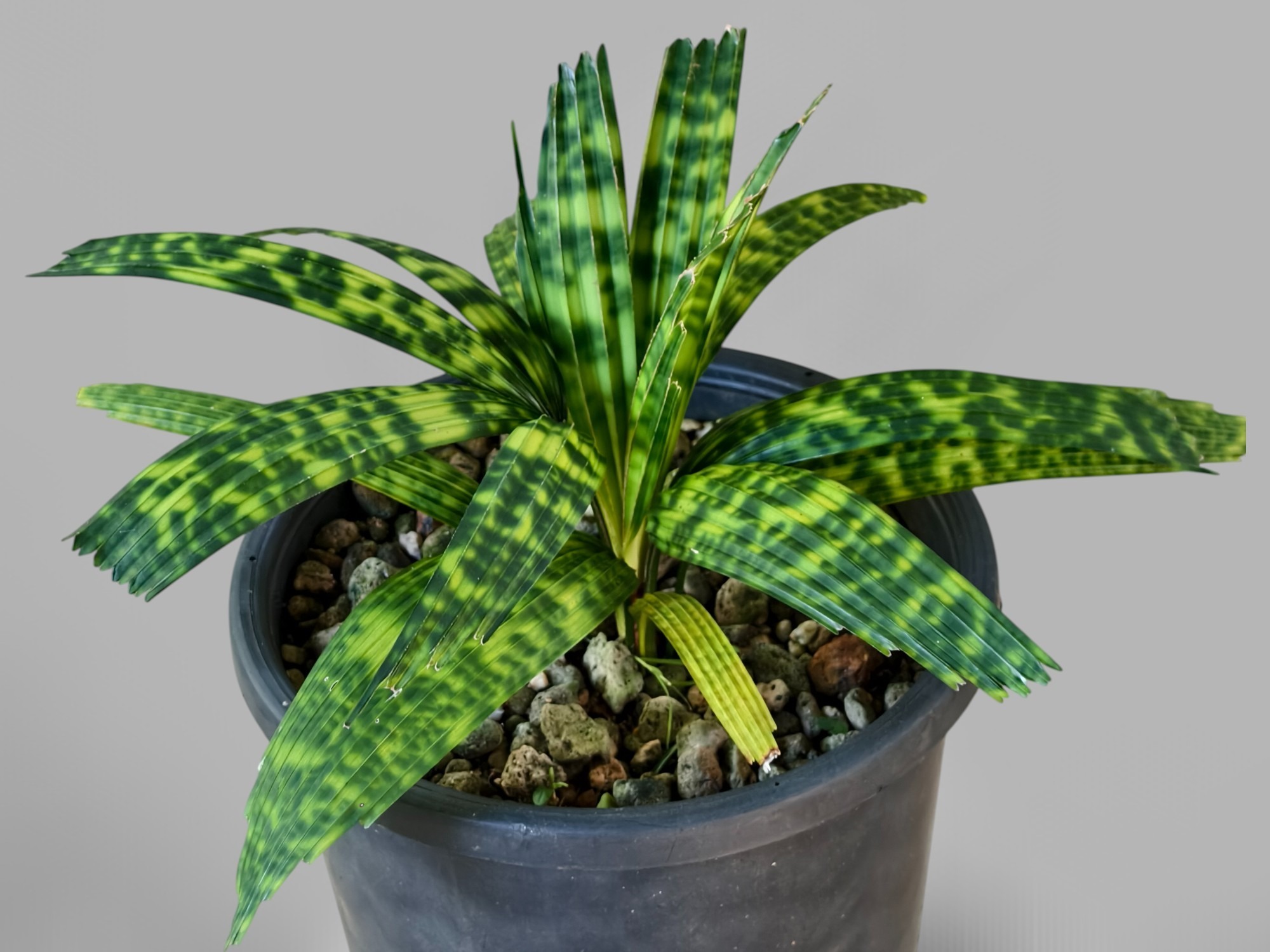 Encephalartos Princeps 010