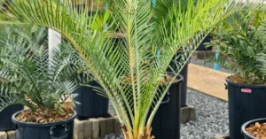 Macrozamia Macdonellii 002