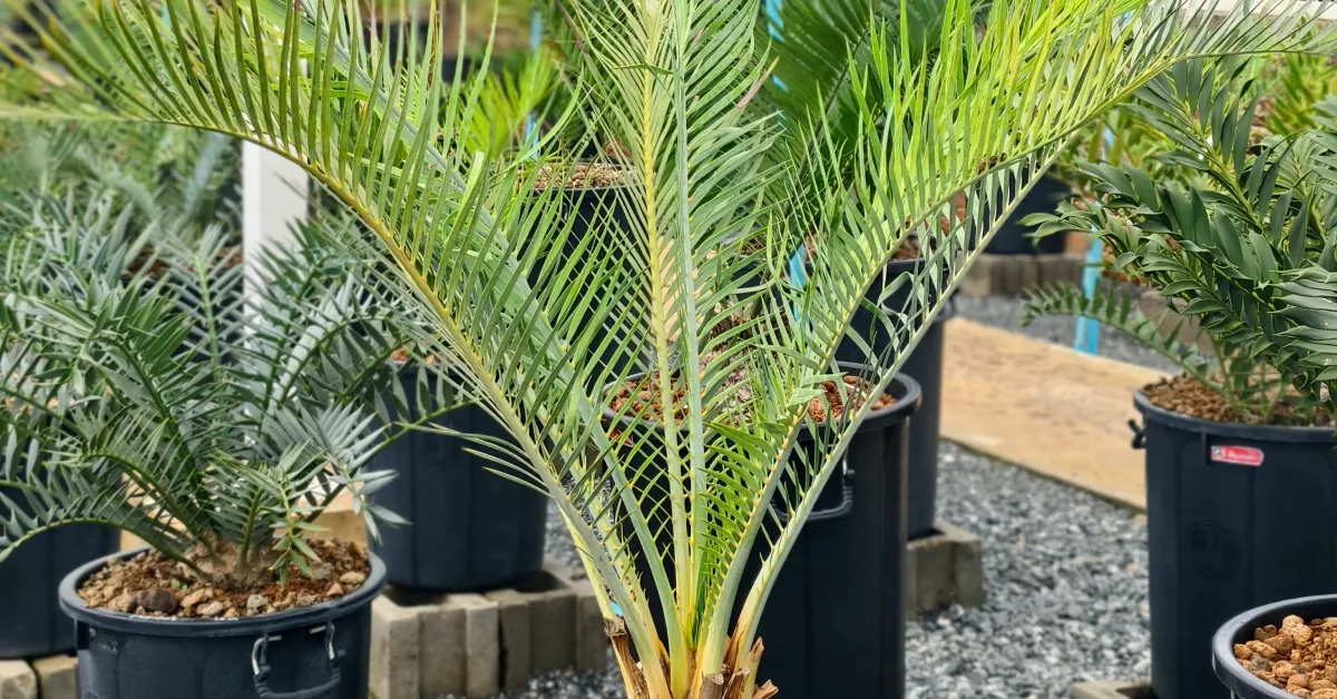 Macrozamia Macdonellii 002