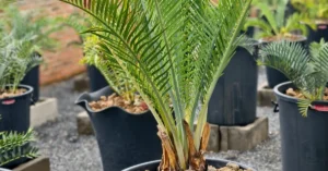 Macrozamia Macdonellii 003