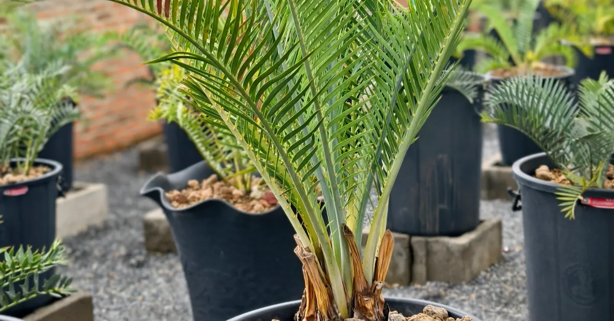 Macrozamia Macdonellii 003