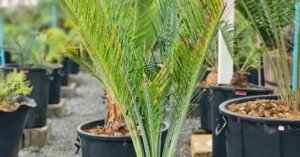 Macrozamia Macdonellii 004