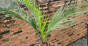Macrozamia Macdonellii 005