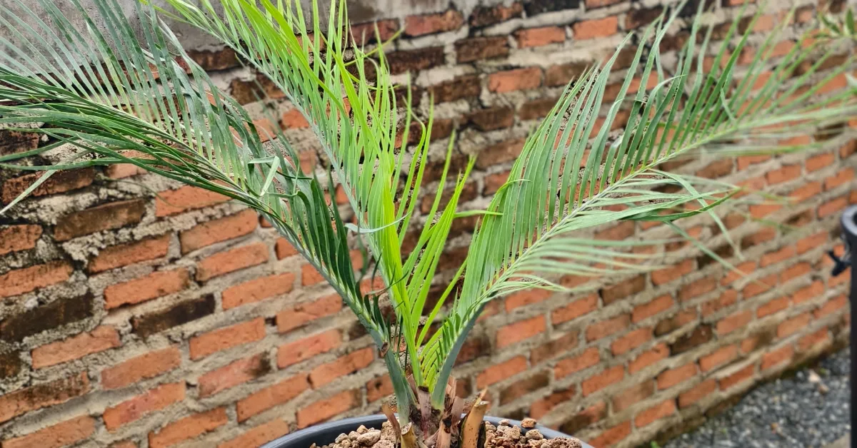 Macrozamia Macdonellii 005