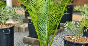 Macrozamia Macdonellii 006